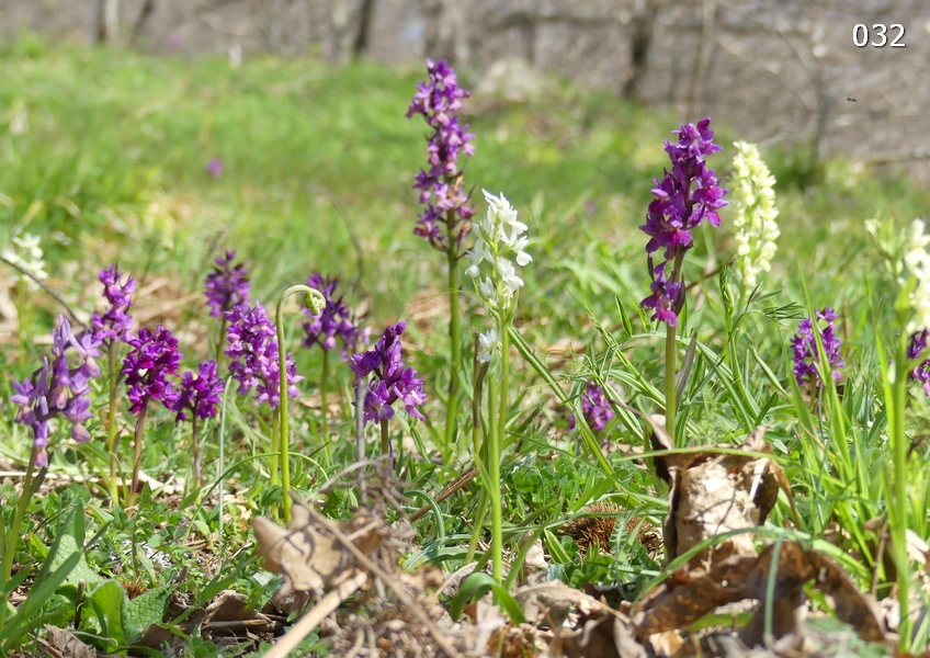 Dactylorhiza romana in una splendida variabilit - provincia di Caserta marzo 2019